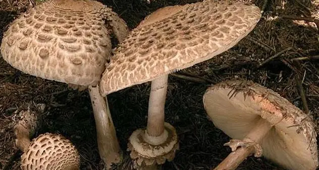 Due intossicati dopo aver ingerito funghi tossici nel Sassarese