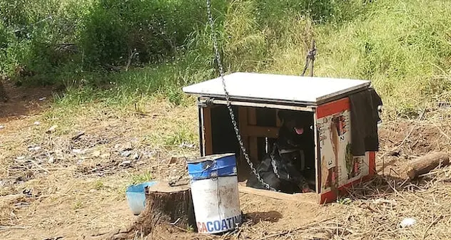 Cane legato e abbandonato: salvato dalla Polizia locale