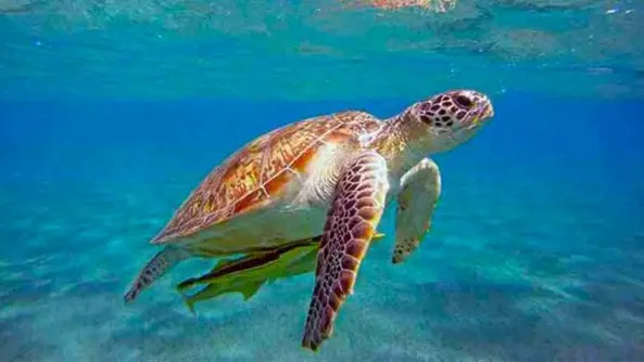 Caretta caretta trovata morta sulla spiaggia di Pistis: probabile impatto con imbarcazione