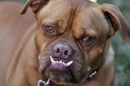 epa02223239 \\'Pabst, a boxer-mix competes with other dogs during the World\\'s Ugliest Dog Competition held at the Petaluma County Fair in Carlifornia, USA, 25 June 2010. \\'Pabst is last year\\'s winner but lost his title this year when Kathleen Francis\\' \\'Princess Abbey\\' took first prize.  EPA/JOSH EDELSON