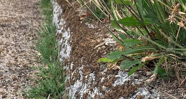 Nel Nuorese torna l’incubo delle cavallette. La preoccupazione di allevatori e agricoltori