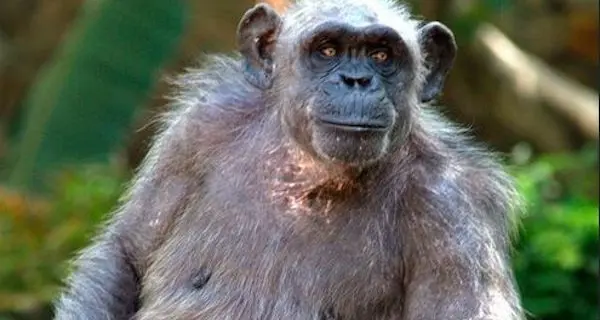 La Vieja, la femmina di scimpanzé più anziana d’Europa, è morta nello zoo di Barcellona