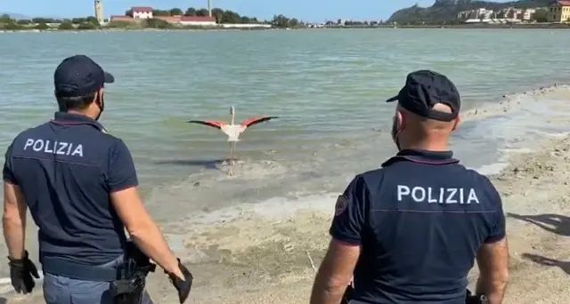 Poli, il fenicottero soccorso dai poliziotti è tornato in libertà. VIDEO