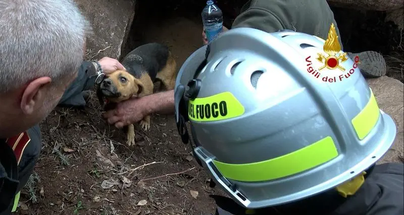 Cardedu. Cane intrappolato salvato dai Vigili del fuoco