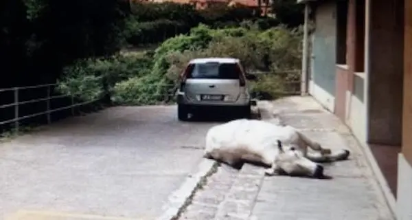 Una mucca scappa dal macello, è stata uccisa perché imbizzarrita: la protesta degli animalisti