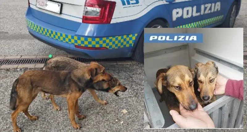 Sardara, 2 cagnolini salvati dalla Polizia a Natale