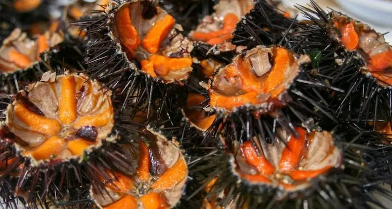 Sardegna. Polpa di ricci di mare venduta online: allarme degli ambientalisti