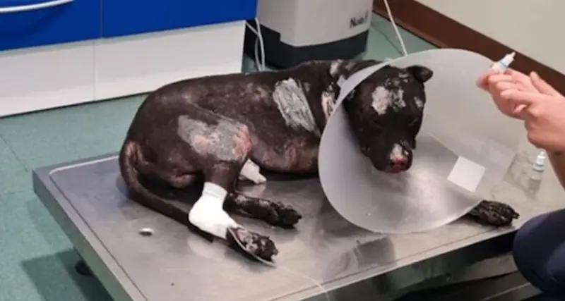 Palermo. Morto Aron, il cane bruciato vivo dal suo padrone