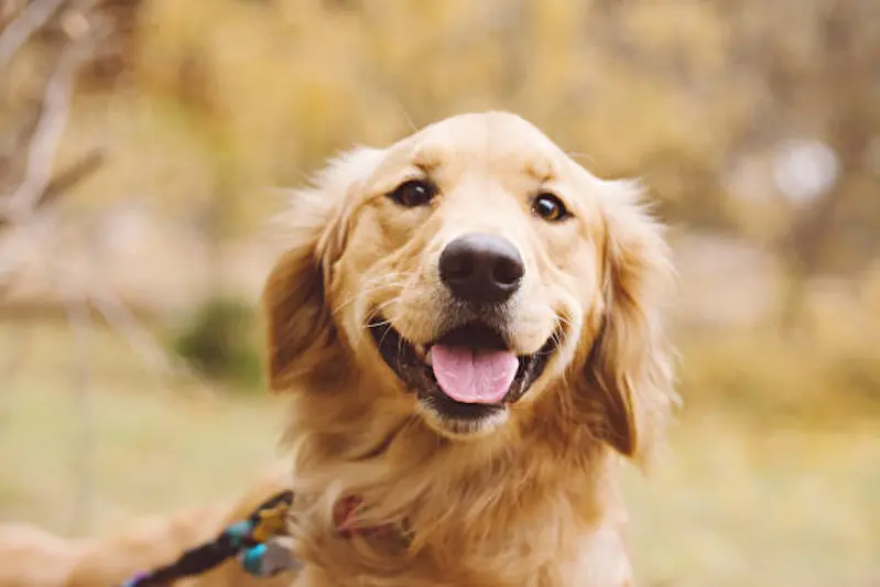 Smiling Golden Retriever with floppy ears and tongue hanging out.