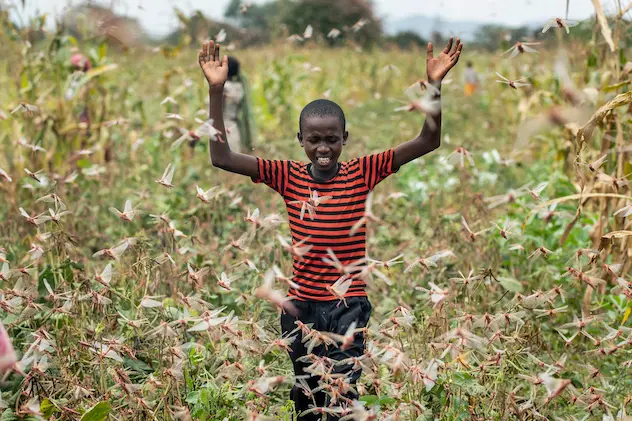 A farmer\\'s son raises his arms as he is surrounded by desert locusts while trying to chase them away from his crops, in Katitika village, Kitui county, Kenya Friday, Jan. 24, 2020. Desert locusts have swarmed into Kenya by the hundreds of millions from Somalia and Ethiopia, countries that haven\\'t seen such numbers in a quarter-century, destroying farmland and threatening an already vulnerable region. (AP Photo/Ben Curtis)