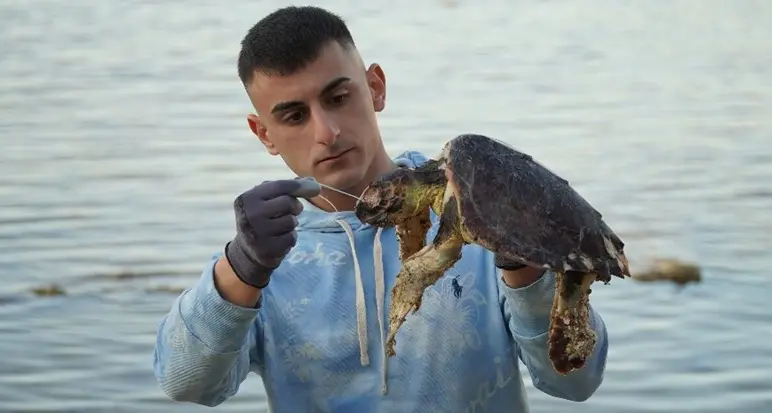 Caretta caretta trovata senza vita per un palamito: la denuncia