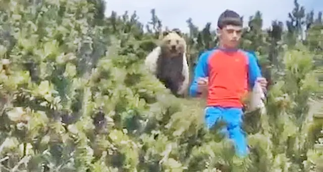 Il bambino incontra l’orso che lo segue, il video diventa virale sul web