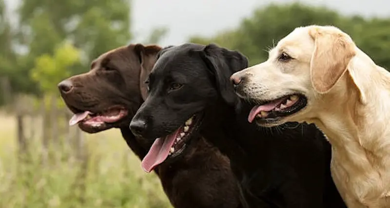 I cani del vicino abbaiano e lui tenta di ucciderli: denunciato