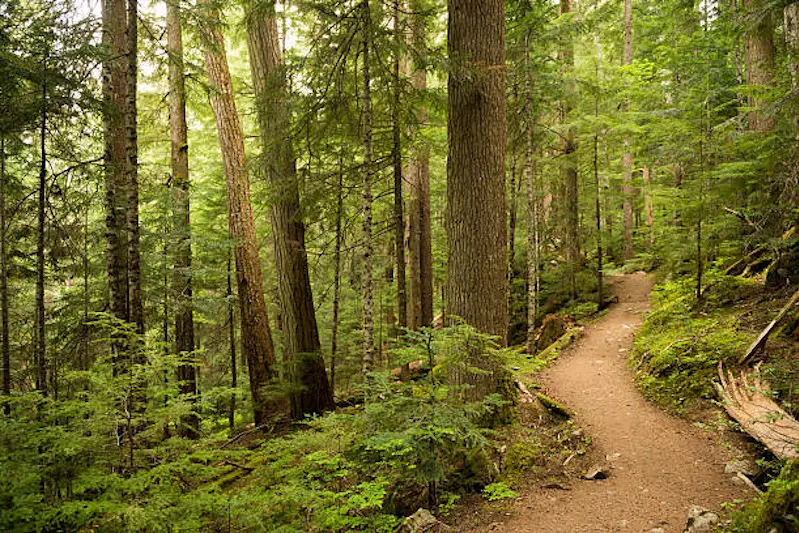 Massive old growth trees in a temperate rainforest