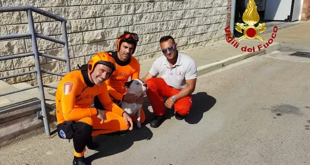 Porto Torres. Cane in balia della corrente: salvato dai Vigili del fuoco