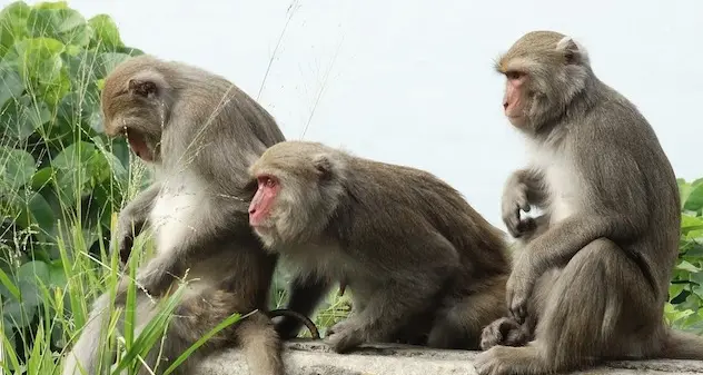 Scimmie rubano i campioni dei test di pazienti positivi al Coronavirus