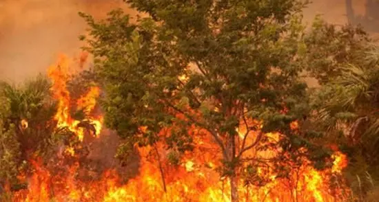 Nuoro. Domenica di paura, incendio nella pineta di Ugolio arriva in prossimità delle case di via Verdi