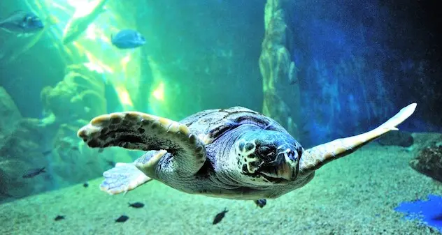 L’Acquario di Cala Gonone ha riaperto i battenti con un nuovo ospite speciale