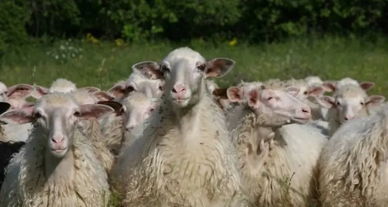 Regione Sardegna: \"A fianco degli agricoltori e dei pastori\"