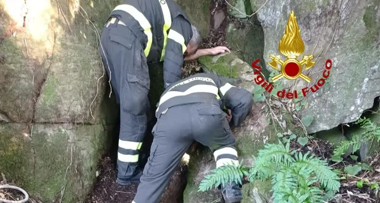 Villanova Monteleone, cane incastrato fra i massi: soccorso e liberato