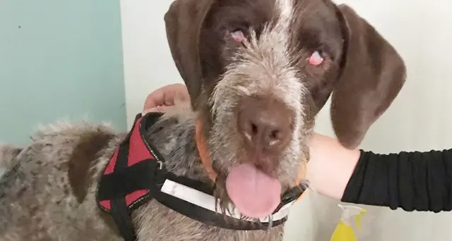 Linus, cane cieco, sparato a pallini sul muso: ora è in salvo con i volontari di Amico Mio Onlus Sestu