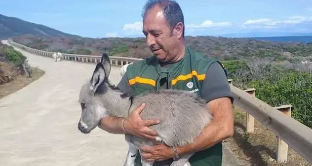 Eccolo qui l’ultimo nato all’Asinara