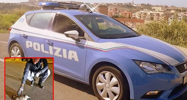 Piccolo pullo di gabbiano ferito rischiava di essere schiacciato dalle auto: lo salvano i poliziotti