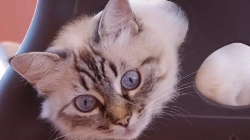 Oggi, 17 febbraio, si celebra la Festa Nazionale del gatto