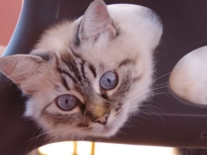 Oggi, 17 febbraio, si celebra la Festa Nazionale del gatto