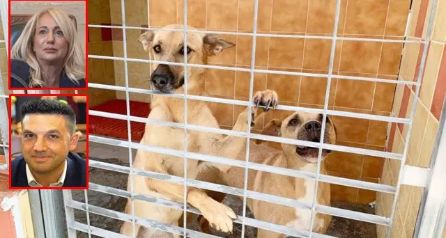 Triste viaggio nel Canile di Cagliari tra gli angeli custodi dei cani. VIDEO