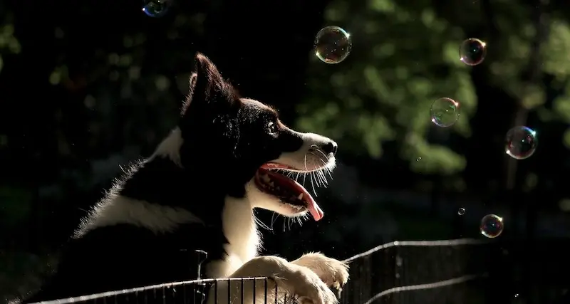 Animali domestici e giardino: idee e consigli nel 2024