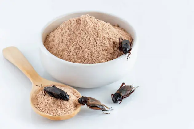 Cricket powder insect and pile Gryllus Bimaculatus for eating as food items made of insect meat in bowl on white background is good source of protein edible for future and entomophagy concept.