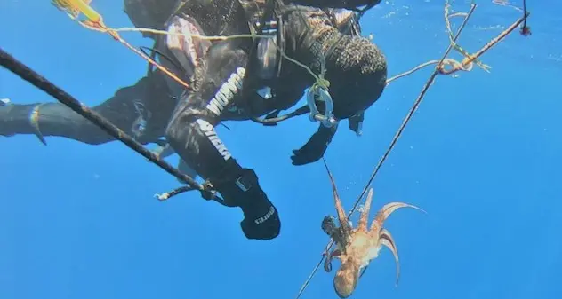 Alghero. Oltre 100 nasse recuperate dai fondali: liberati polpi e pesci intrappolati