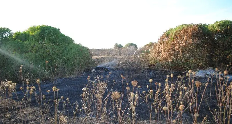 Stintino. Contro gli incendi pulizia di terreni e giardini