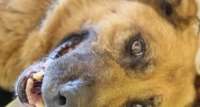 Salvino, la storia di un cane di “tutti” e abbandonato al suo triste destino. Ecco cosa gli è successo