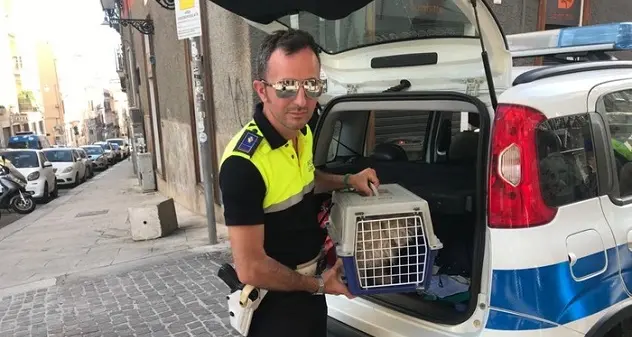 La cagnolina Milly torna a casa sette anni dopo essersi persa