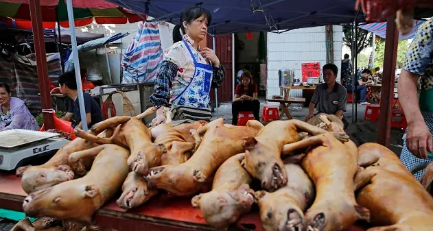 Festival della carne di cane, Rita Dalla Chiesa: “Estinzione dei cinesi\"