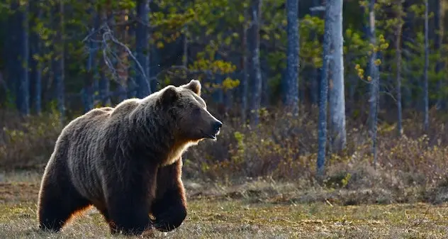 Trentino. Firmata l'ordinanza per abbattere l'orso che aveva aggredito padre e figlio