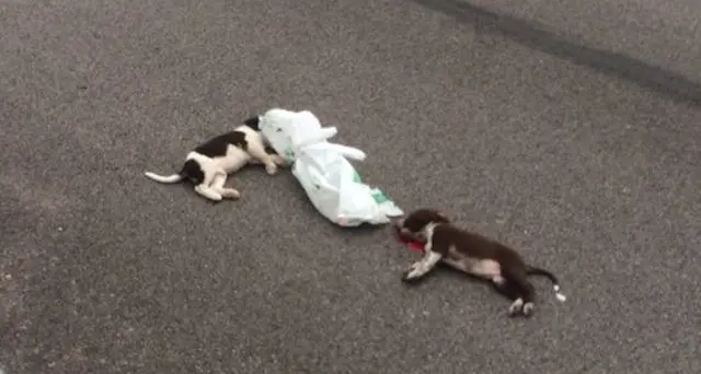 Olbia. Cuccioli gettati dal finestrino di una macchina in corsa