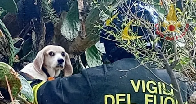 Cagliari. Cane intrappolato tra le spine salvato dai Vigili del Fuoco