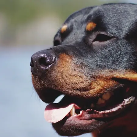 Alghero. Aggredito dai tre rottweiler dei vicini: 70enne azzannato a un braccio e una coscia