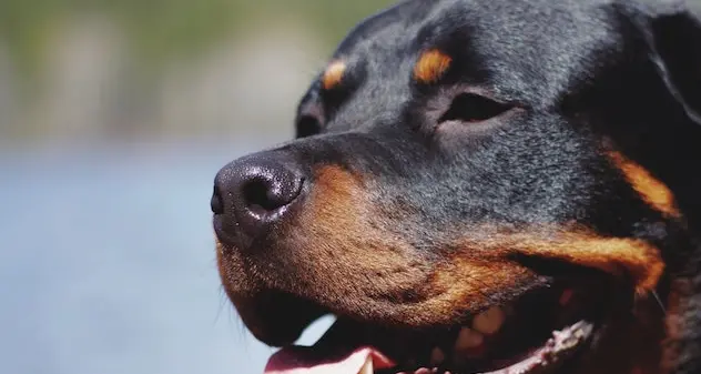 Alghero. Aggredito dai tre rottweiler dei vicini: 70enne azzannato a un braccio e una coscia