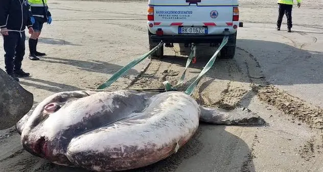 Trovato un pesce luna da record spiaggiato: pesa una tonnellata