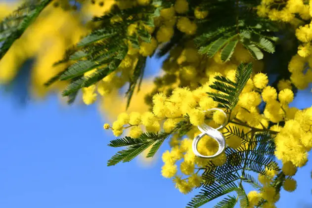 Close-up of the white number eight on yellow Mimosa flowering twigs. Mimosa flowers for International Women\\'s Day on 8 March.