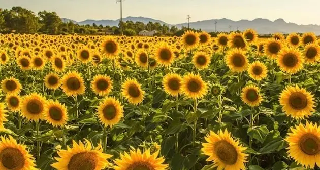 Campo di girasoli assaltato da curiosi e visitatori. Il proprietario vieta l'ingresso