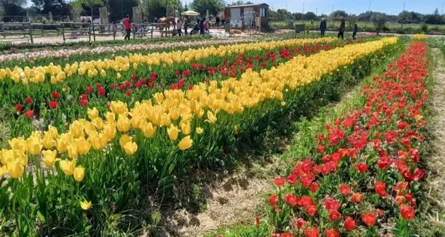 Giardino di Lu, tulipani colorati e un inno alla vita per ricordare Luena