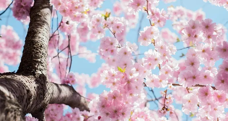 Meteo: ultime piogge e temporali, poi arriva la primavera