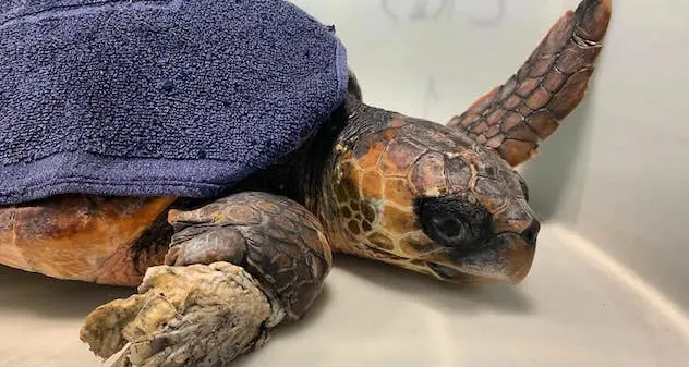 Intrappolata dal nylon, tartaruga salvata sulla costa di Arbus