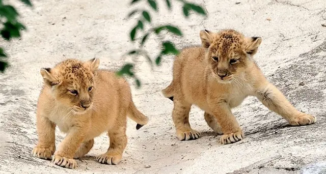 I bellissimi cuccioli di leone nati al Bioparco: sui social le votazioni per scegliere i nomi. VIDEO
