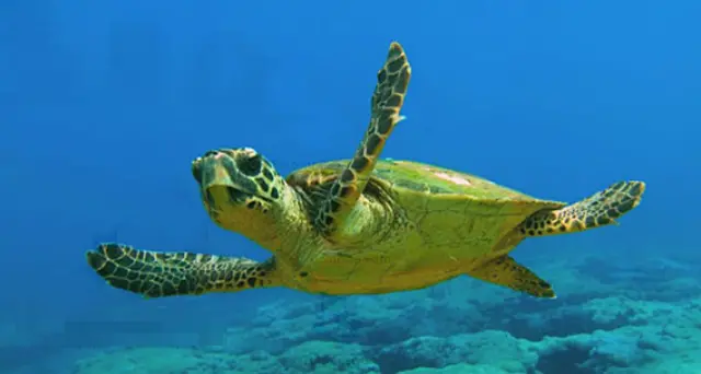 Tartaruga Caretta Caretta salvata grazie ad un pescatore: aveva un amo nello stomaco